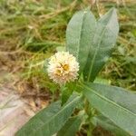 Alternanthera philoxeroides Flor