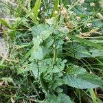 Scrophularia oblongifolia Habitat