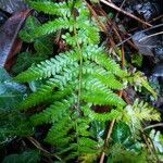 Woodsia ilvensis Leaf