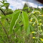 Laburnum anagyroides Feuille