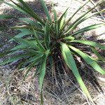 Yucca rupicola Habit