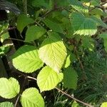 Rubus phoenicolasius Blatt