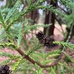 Cryptomeria japonica Плод