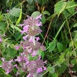 Clinopodium vulgareFlower