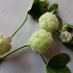 Trifolium tomentosum Kvet