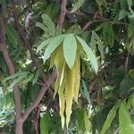 Amherstia nobilis Foglia