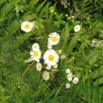 Erigeron strigosus Цвят