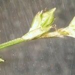 Carex brunnescens Fruit