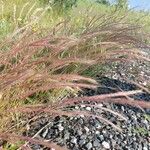 Festuca ambigua Leaf