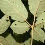 Handroanthus chrysanthus 叶