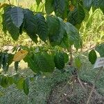 Coffea arabica পাতা