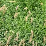 Pennisetum orientale Rich.Lapas