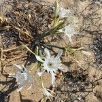 Pancratium maritimumFlower