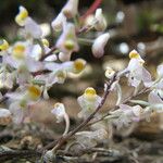 Polystachya saccata Flor