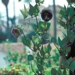 Cobaea scandens Habitus