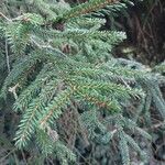 Picea orientalis Levél