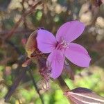 Centradenia inaequilateralis Flower