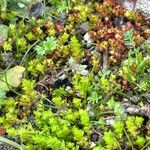 Crassula tillaea Leaf