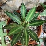 Agave lophantha List