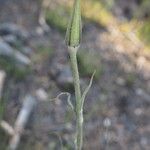 Tragopogon castellanus Õis