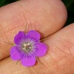 Geranium sylvaticumFlower