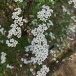 Spiraea × arguta Zabelफूल