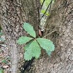 Quercus × turneri Leaf