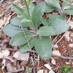 Senecio provincialis Leaf