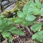 Rubus camptostachys 葉