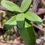 Bonamia spectabilis Blatt