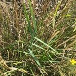 Elymus repens Leaf