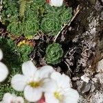 Saxifraga cespitosa 葉