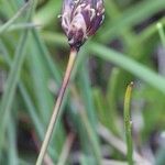 Juncus triglumis Beste bat