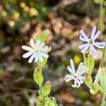 Silene nocturna Kvet