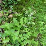 Veronica urticifolia 整株植物