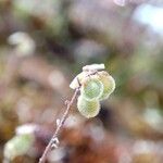 Clypeola jonthlaspi Fruit