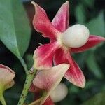 Heisteria parvifolia Frucht