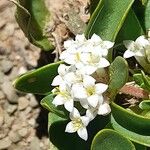 Mitracarpus brevis फूल