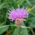 Centaurea decipiens 花