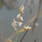 Leersia hexandra Flower