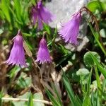 Soldanella pusilla Blüte