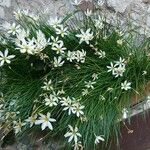 Zephyranthes candida 整株植物