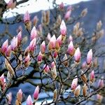Magnolia × soulangeana Облик
