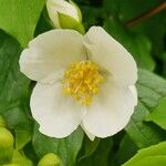 Philadelphus inodorus Květ