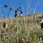 Carex atrofusca Habitus