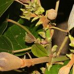 Ochroma pyramidale Fruit