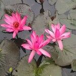 Nymphaea rubra Flower