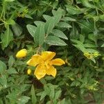 Hypericum patulum 花