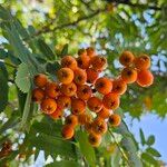 Sorbus aucuparia Φρούτο