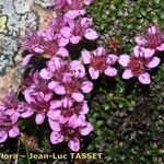 Saxifraga retusa Облик